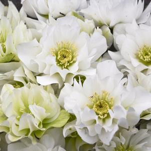 Helleborus 'Wedding Bells' 