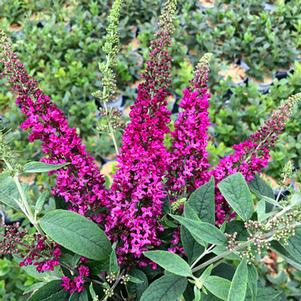 Buddleia 'SMNBDD' 
