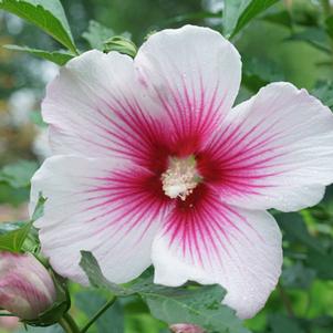 Hibiscus syriacus 'Minsywhi07' 