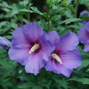 Hibiscus syriacus 'Minsybv3s01' 