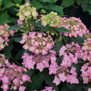 Hydrangea serrata 'SMNHSI' 