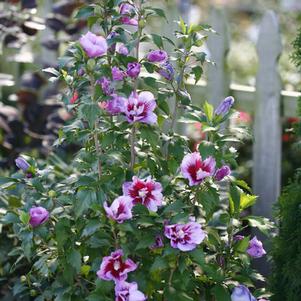 Hibiscus syriacus 'Gandini Santiago' 