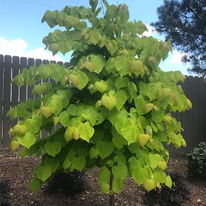 Cercis canadensis 'JN15' 