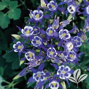 Aquilegia 'Winky Blue & White' 