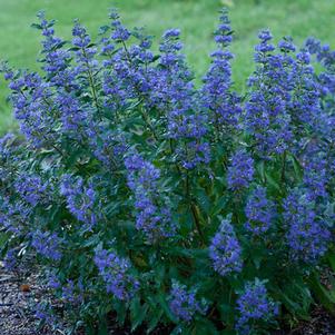 Caryopteris x clandonensis 'CT-9-12' 