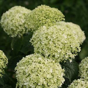 Hydrangea arborescens 'NCHA8' 