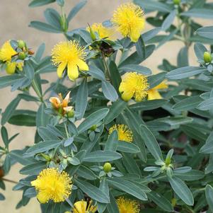 Hypericum kalmianum 'SMHKBF' 