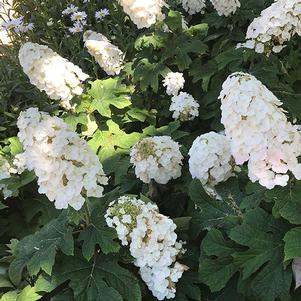 Hydrangea quercifolia 'GreN1' 