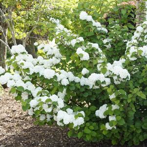 Viburnum plicatum 'PIIVIB-II' 