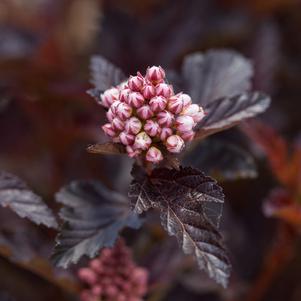 Physocarpus opulifolius 'UMNHarpell' 