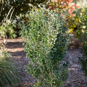 Ligustrum vulgare 'Swift' 