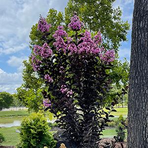 Lagerstroemia x 'JM8' 