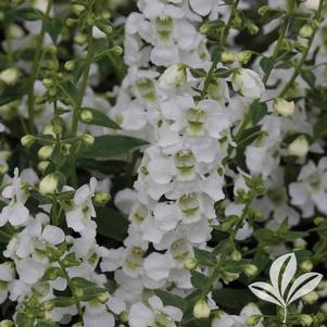 Angelonia angustifolia 'Serena White' 