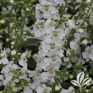 Campsis x 'HOMR' 
