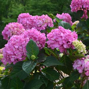 Hydrangea macrophylla 'COF HM3' 