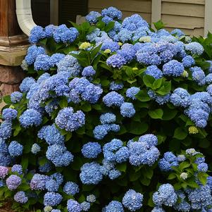 Hydrangea macrophylla 'COF HM1' 