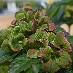 Hydrangea macrophylla 'COF HM2' 