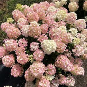 Hydrangea paniculata 'SMNHPK' 