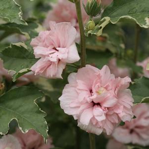 Hibiscus syriacus 'Theisshsstl' 