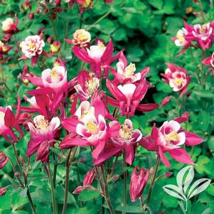 Aquilegia 'Winky Red & White' 