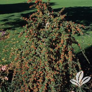 Chamaecyparis obtusa 'Nana Gracilis' 