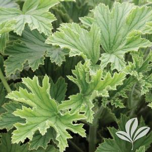 Pelargonium citrosum 