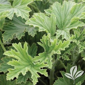 Heuchera 'Lime Marmalade' 