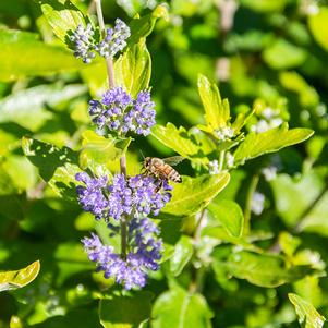 Caryopteris x clandonensis 'Minigold' 