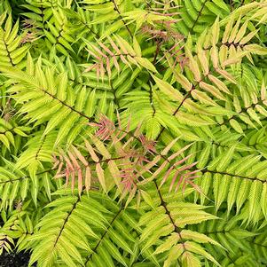 Sorbaria sorbifolia 'Bococot' 