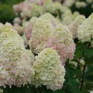 Hydrangea paniculata 'SMNHPPH' 