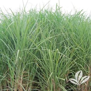 Miscanthus 'Giganteus' 