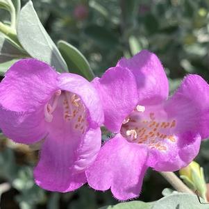 Leucophyllum frutescens 'Grehjs' 