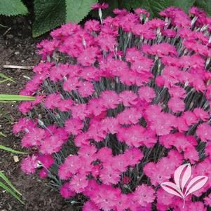 Dianthus 'Neon Star' 