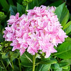 Hydrangea macrophylla 'Hortmafarfa' 