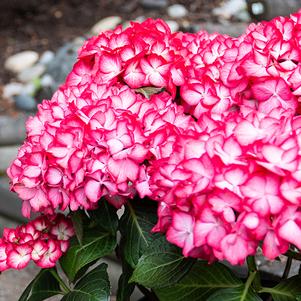 Hydrangea macrophylla 'Hokomareki' 