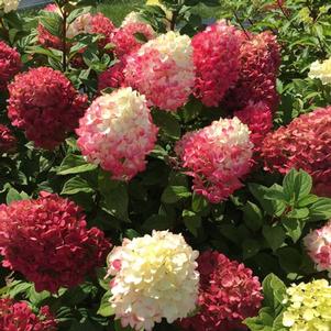 Hydrangea paniculata 'SMNHPH' 