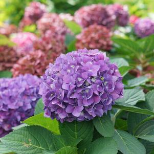 Hydrangea x 'SMNHSC' 