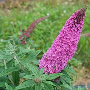 Buddleia x 'SMNBDB' 