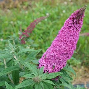 Buddleia x 'SMNBDB' 