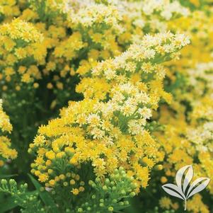 Solidago 'Dansolitlem' 