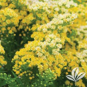 Senecio radicans syn. Curio radicans 