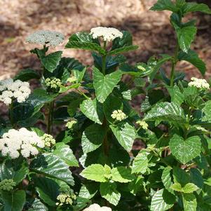 Viburnum dentatum var. deamii 