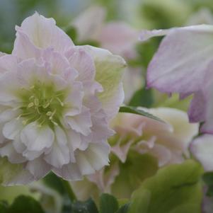 Helleborus 'Flower Girl' 