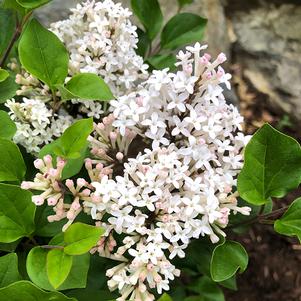 Syringa meyeri 'JDB123WHITEHOUSE' 