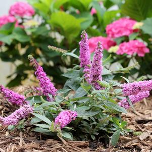 Buddleia 'Pink Micro Chip' 