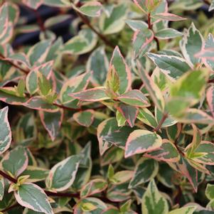 Abelia grandiflora 'Mincautri' 
