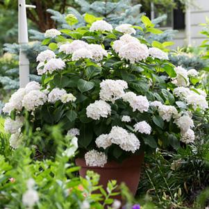 Hydrangea macrophylla 'Blushing Bride' 