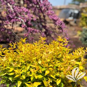 Abelia x grandiflora 'RNTOM' 