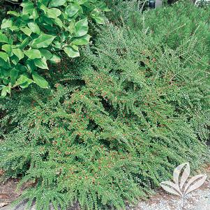 Cotoneaster horizontalis 'Perpusilla' 