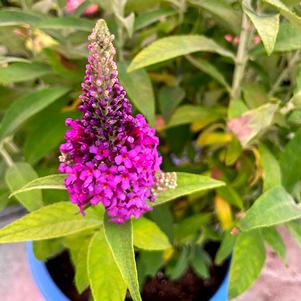 Buddleia x 'PODvb3-30' 